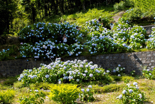 Vườn hoa cẩm tú cầu đẹp mê ly nằm ở Phía Đén