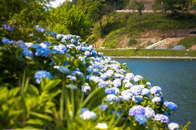 Du khách có thể vừa ngắm hoa, vừa nhìn ngắm những đàn cá uốn lượn trên mặt hồ.